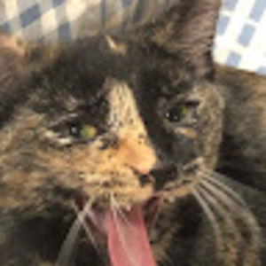 Meet your Posher, Molly